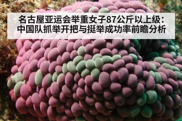 名古屋亚运会举重女子87公斤以上级：中国队抓举开把与挺举成功率前瞻分析